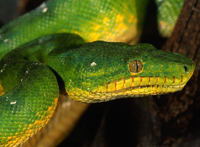 Wallpaper Python, Singapore, zoo, Emerald, Green, snake, eyes, close up, Animals 2251112806